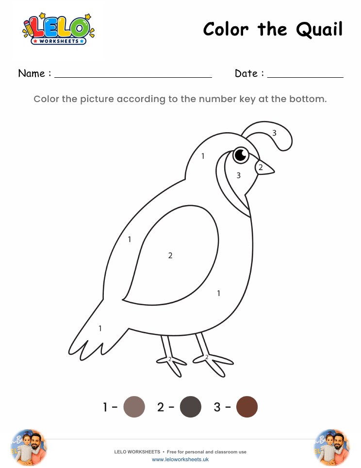 Color the Quail Worksheet worksheet preview