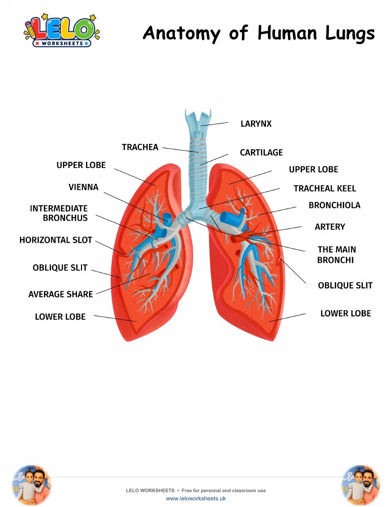 Anatomy of Human Lungs Worksheet worksheet preview