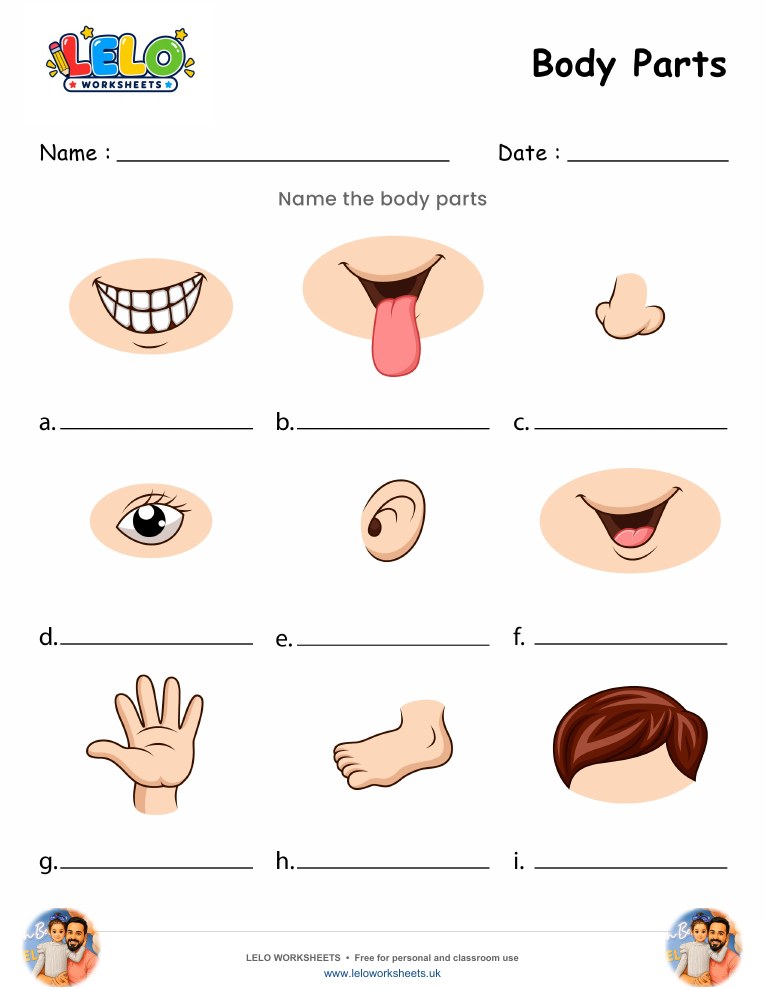 Body Parts Worksheet worksheet preview