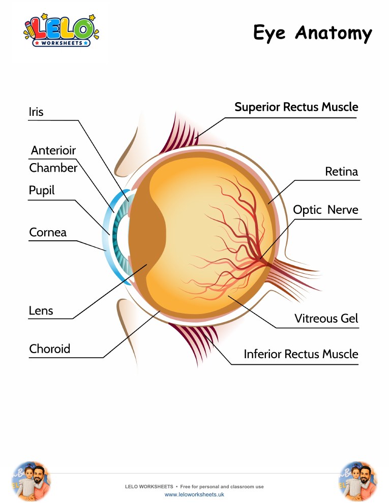 Eye Anatomy Worksheet worksheet preview
