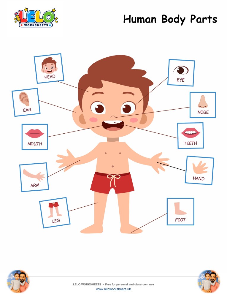Human Body Parts Worksheet worksheet preview