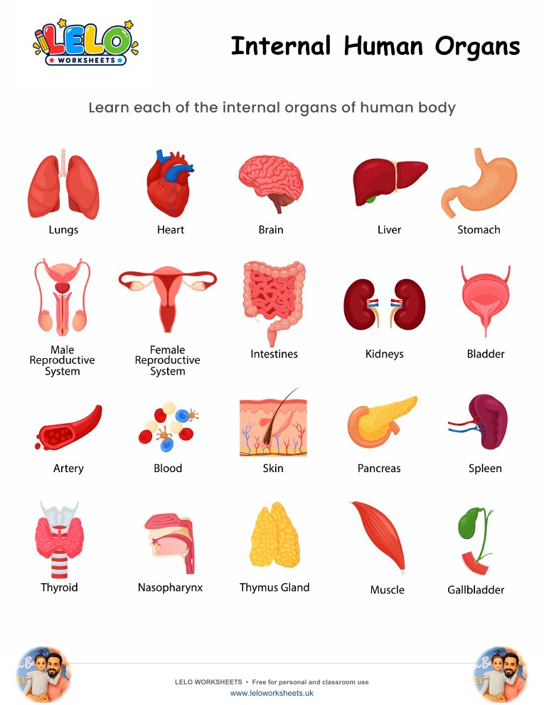 Internal Human Organs Worksheet worksheet preview