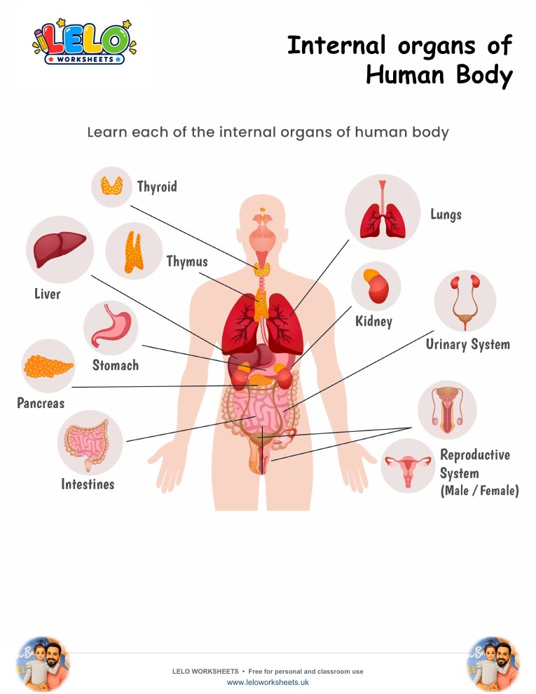 internal organs of human body Worksheet worksheet preview