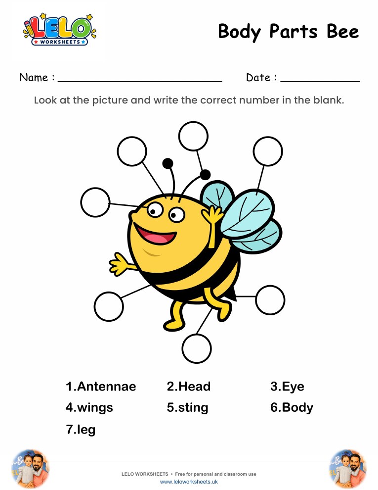 Label the Body Parts of Bee Worksheet worksheet preview