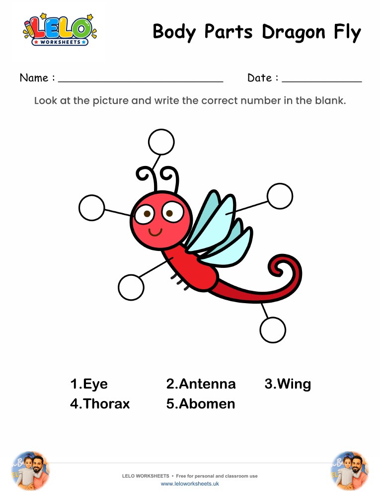 Label the Body Parts of Dragon Fly Worksheet worksheet preview