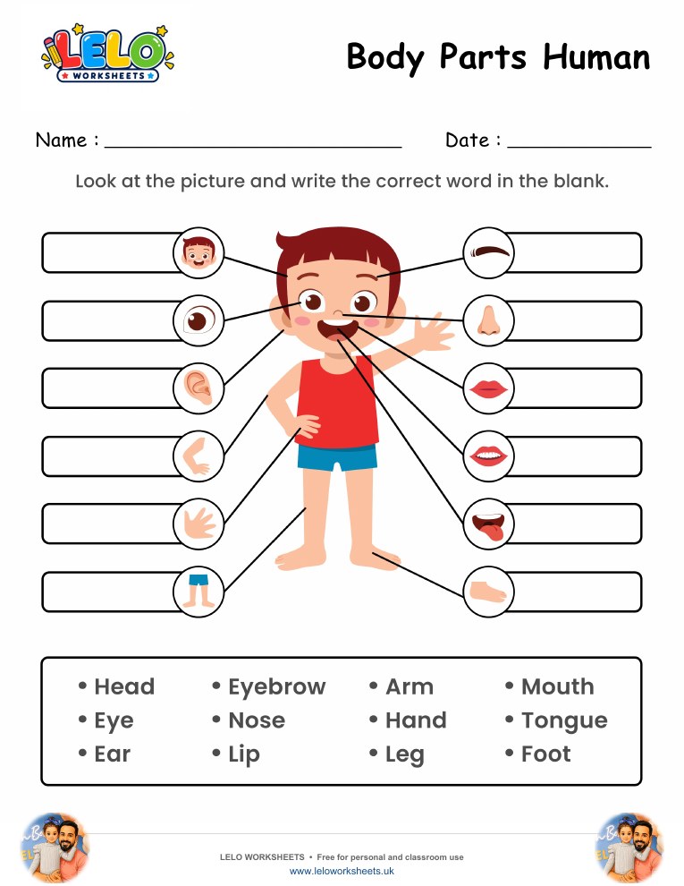 Label the Body Parts of Human Worksheet worksheet preview