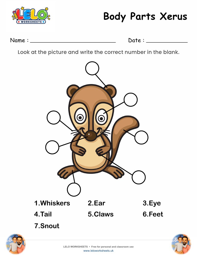 Label the Body Parts of Xerus Worksheet worksheet preview