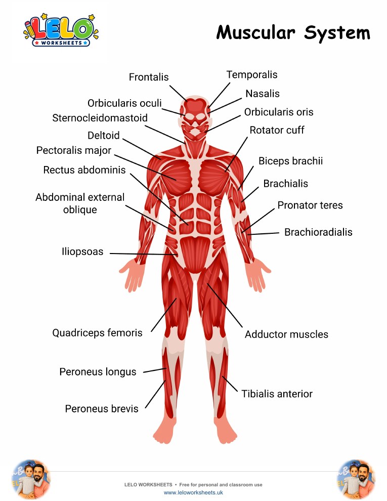 Muscular System Worksheet worksheet preview