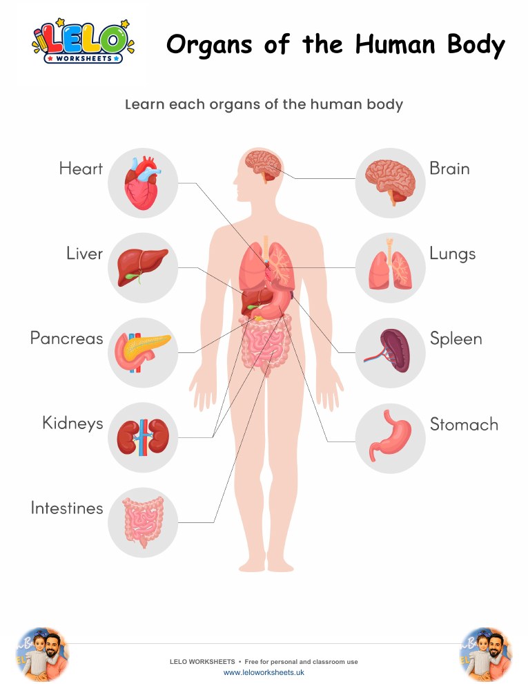 Organs of the Human Body Worksheet worksheet preview