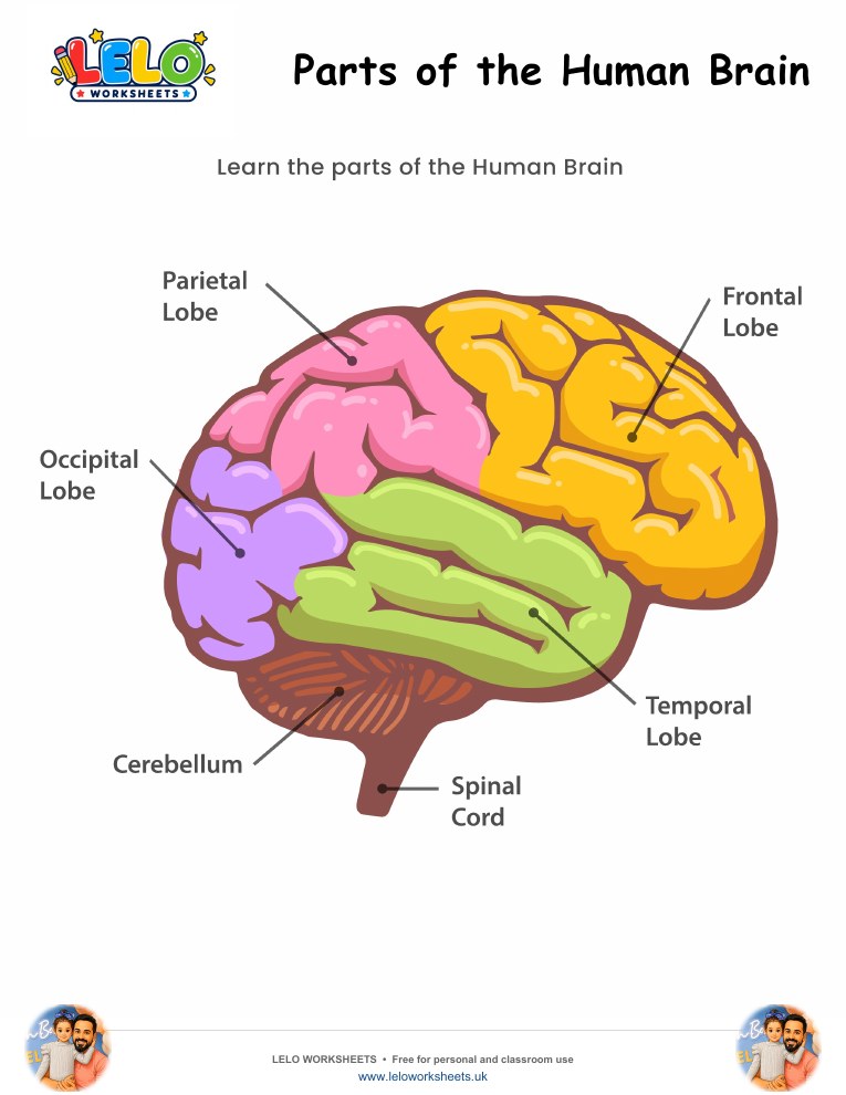 Parts of the Human Brain Worksheet worksheet preview