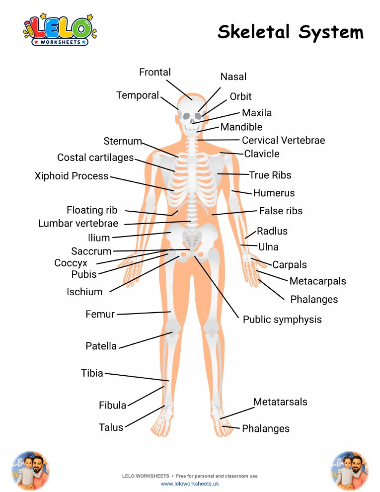 Skeletal System Worksheet worksheet preview