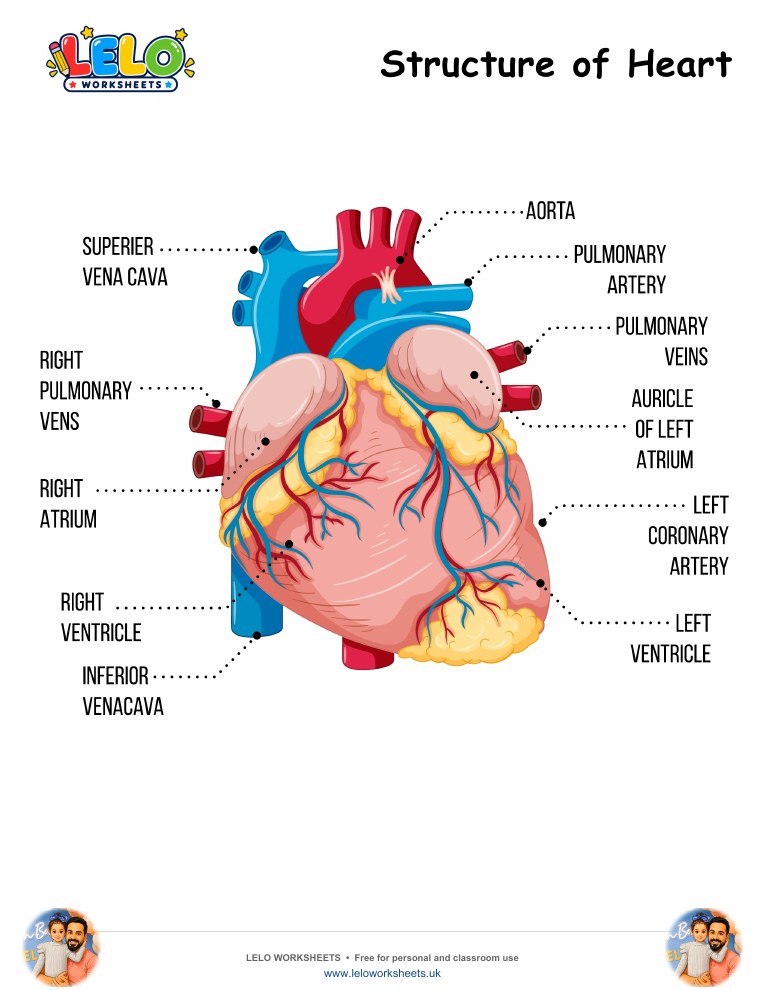 Structure of Heart Worksheet worksheet preview