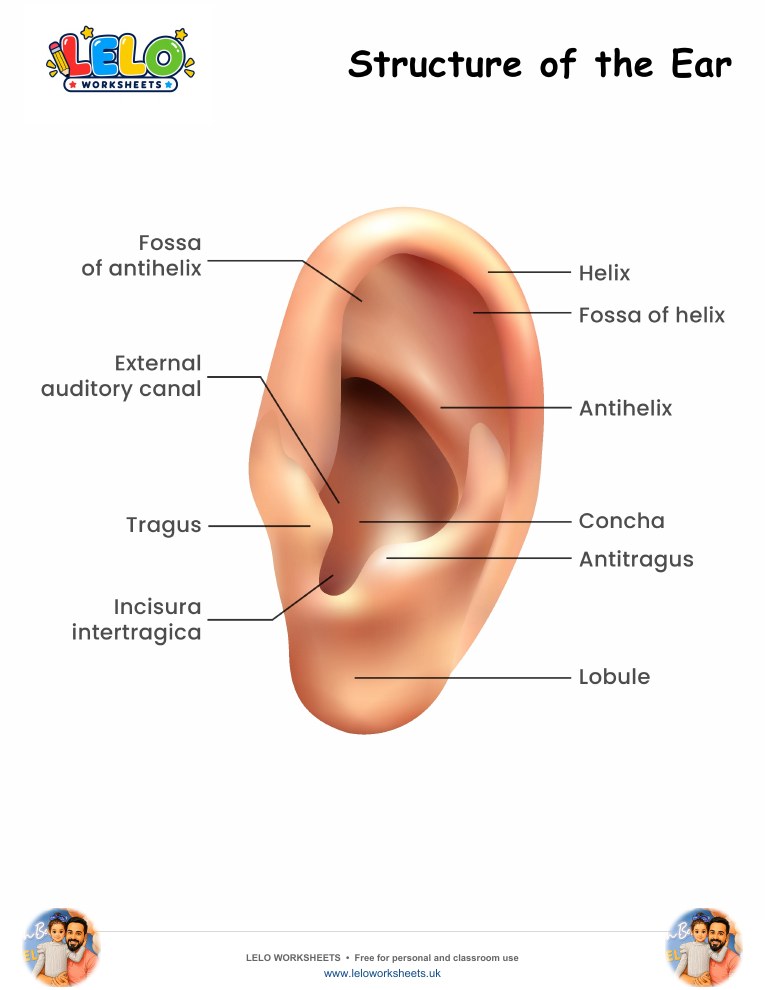 Structure of the Ear Worksheet worksheet preview